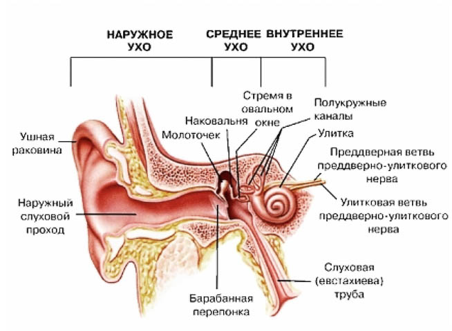 Яке будова вуха людини? Анатомія і функції органу слуху Яке будова вуха людини? Анатомія і функції органу слуху