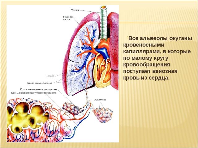 5 легочные пузырьки. Газообмен в альвеолах. Строение лёгких газообмен в лёгких и тканях. Круг кровообращения газообмен в легких. Легкие альвеолы и капилляры.