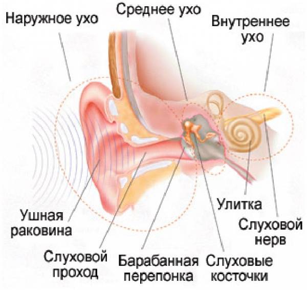 Особливості будови органів слуху в різному віці