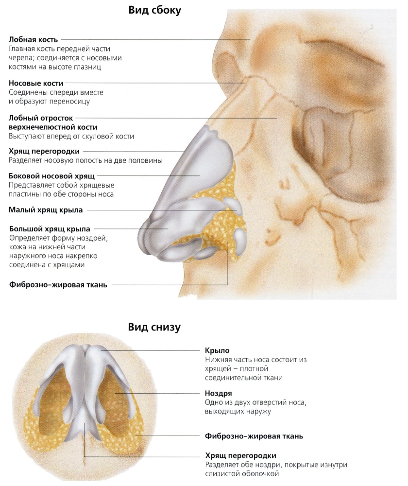 носові хрящі