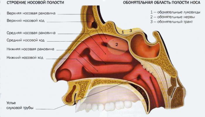 Анатомія вуха, горла і носа