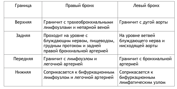 Трахея і бронхи: будова