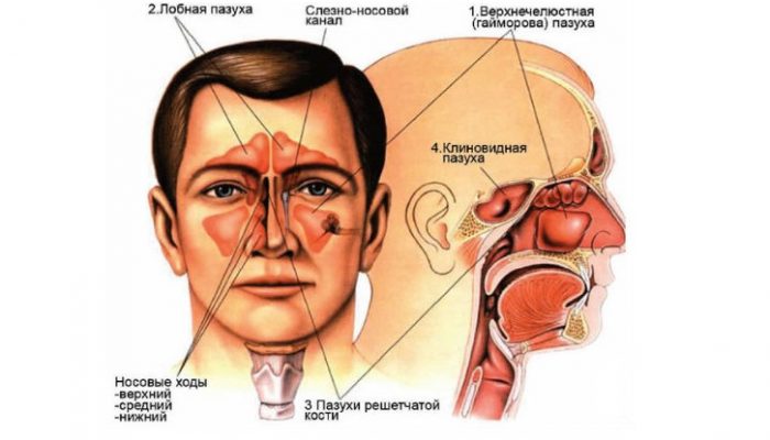 пазухи навколоносових