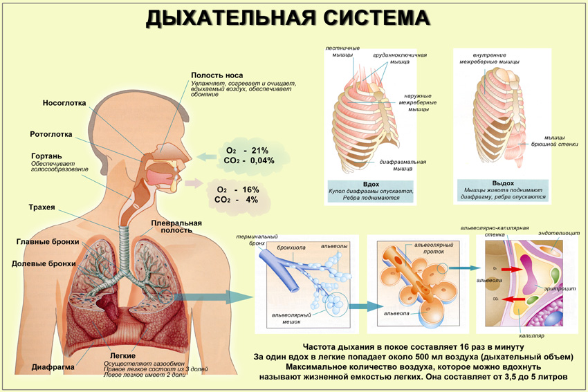 Функціональна одиниця легкого: ацинус