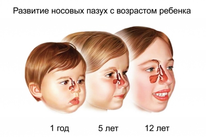 Особливості будови і функції дихальної системи у дітей