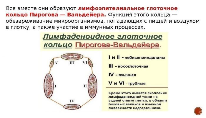 Лімфоепітеліального кільце Пирогова-Вальдейера