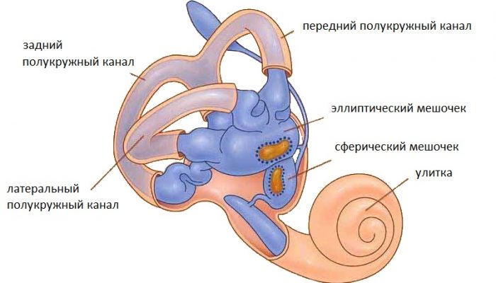 Внутрішнє вухо: будова