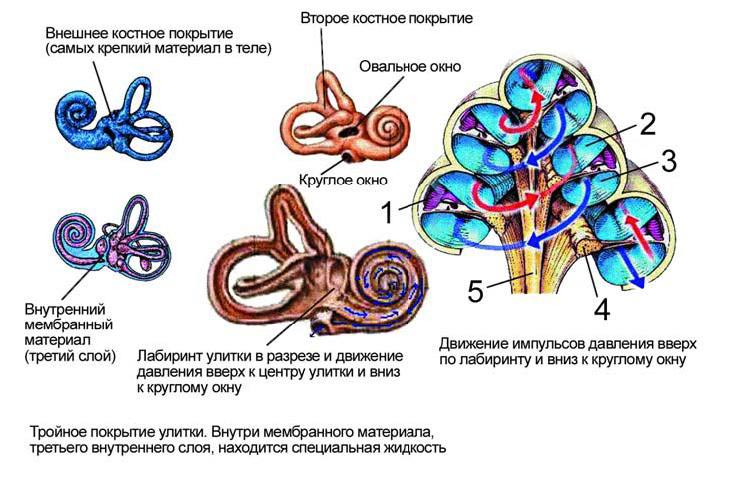 Внутрішнє вухо: будова