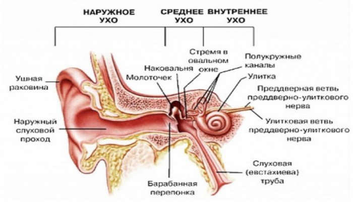 Внутрішнє вухо: будова