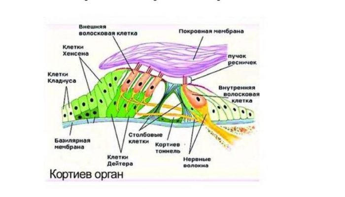 Внутрішнє вухо: будова