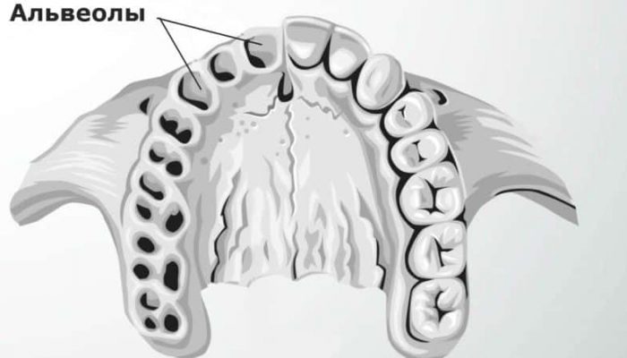 Де знаходяться альвеоли в роті?