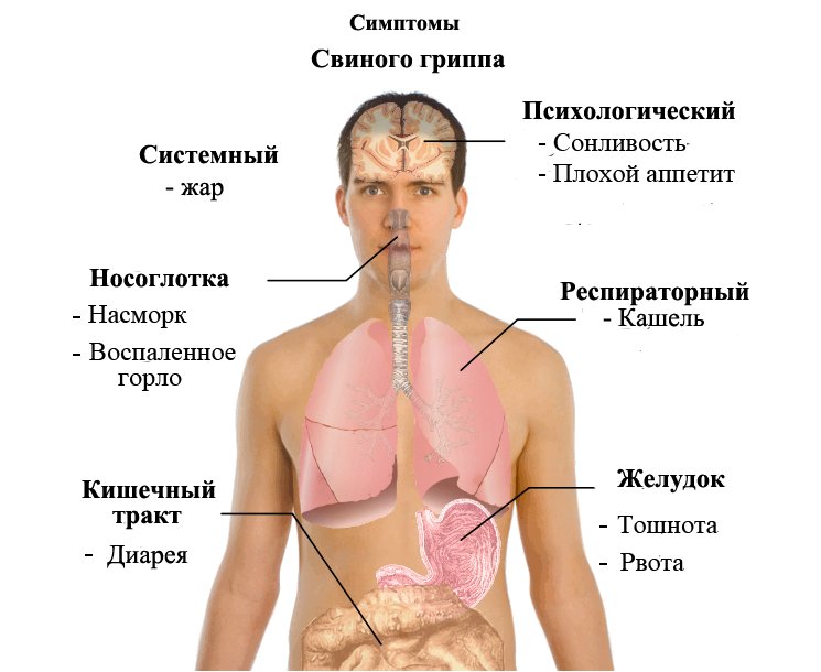 Симптоми і лікування свинячого грипу: перші ознаки, ефективні препарати і профілактика